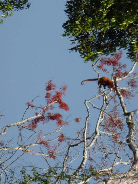 Silhouette of a small mammal on top of a tree.