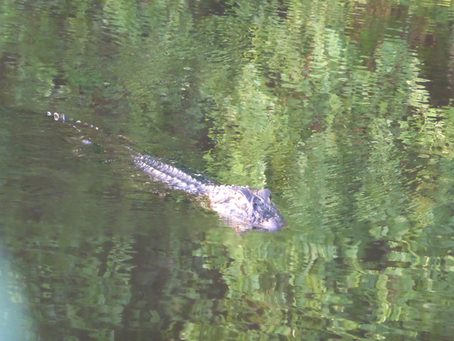 Crocodile swimming in the water.