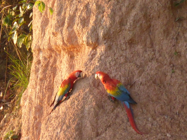 Two macaws on a cliffside.