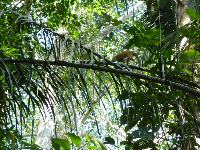 Monkey on a branch in a forest.