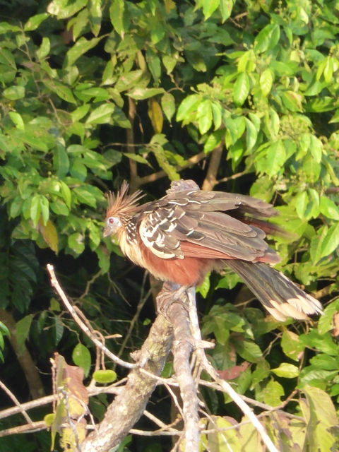 Bird perched on a branch in the forest.