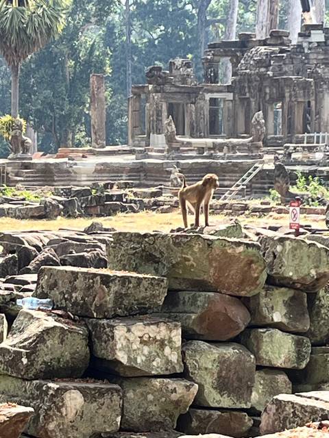 Monkey sitting on ancient stone ruins.