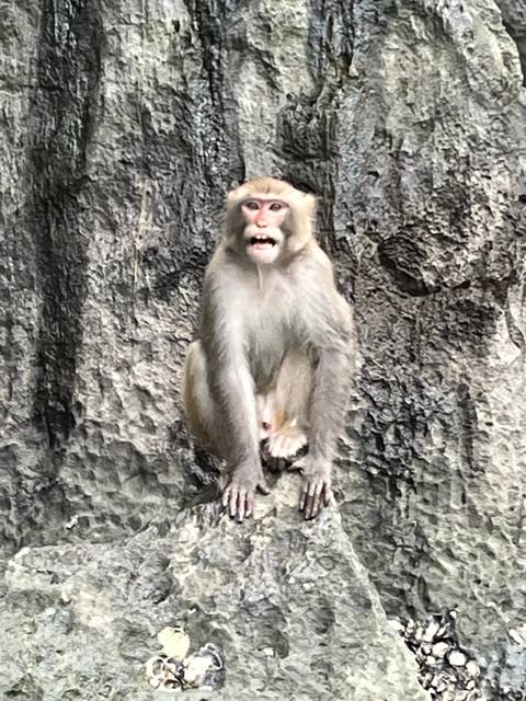 Monkey sitting on a rock background.