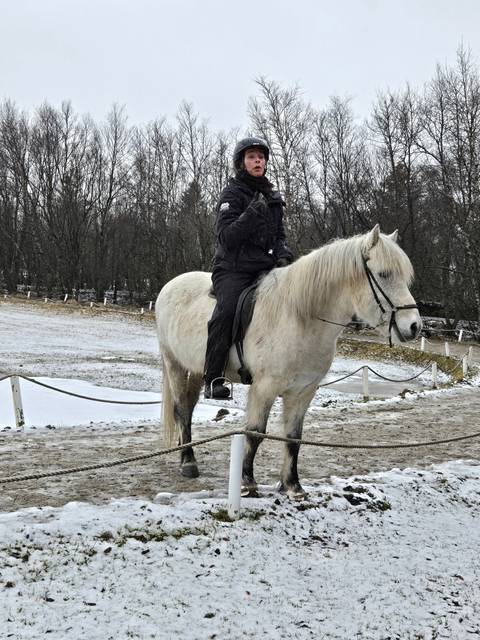 Person riding an Icelandic horse in a snowy field.