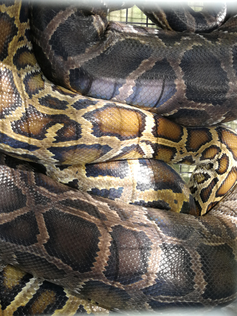 Close-up of a large snake with distinct patterns.