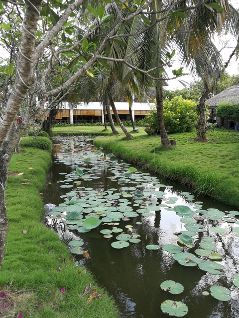 Serene garden with a lily pond and trees.