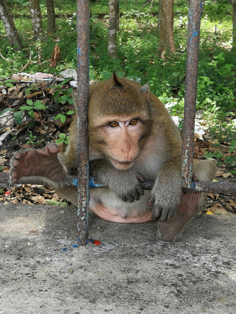 Monkey sitting inside a cage, peering through bars.