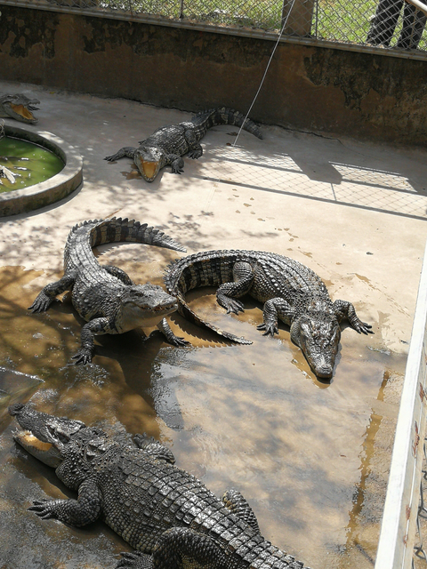 Two crocodiles resting in a shallow pool.