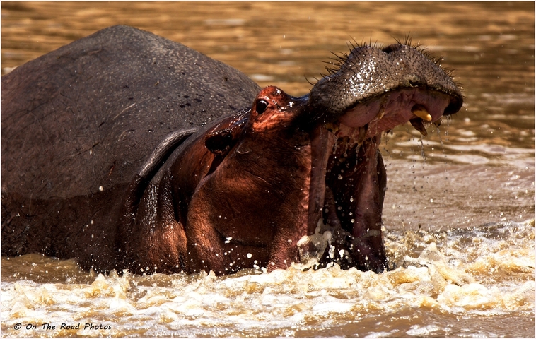 A hippopotamus with mouth open in water.