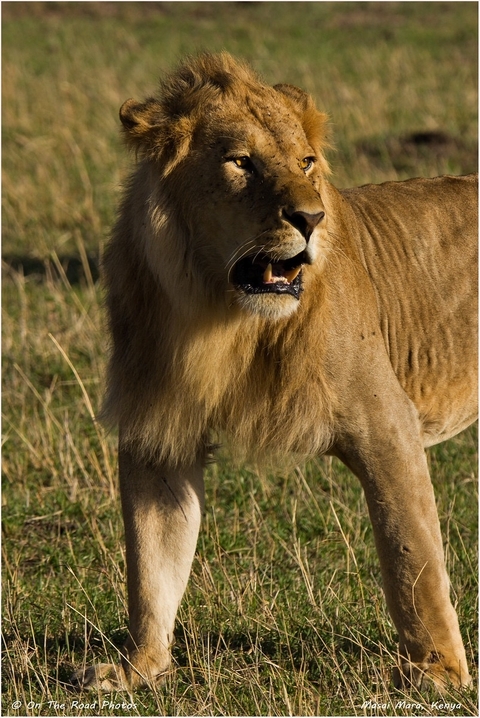 Kenya Round Trip Safari customer review photo