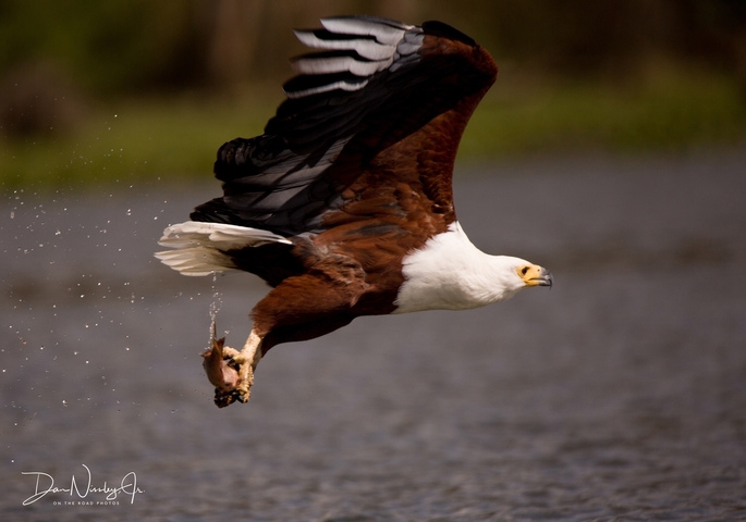 An eagle flying low over the water with a catch.