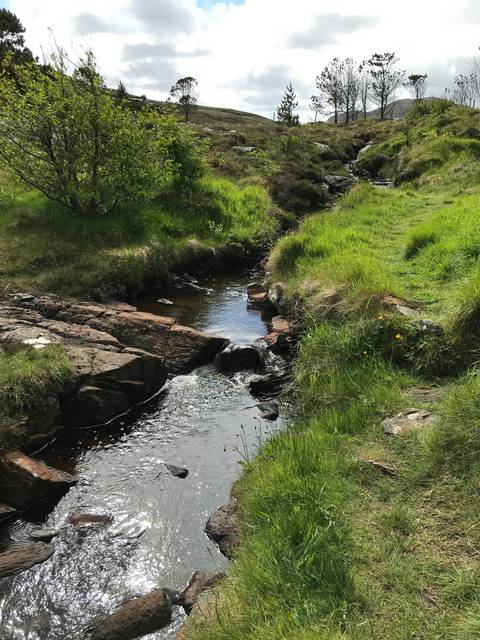Flowing stream surrounded by lush greenery.