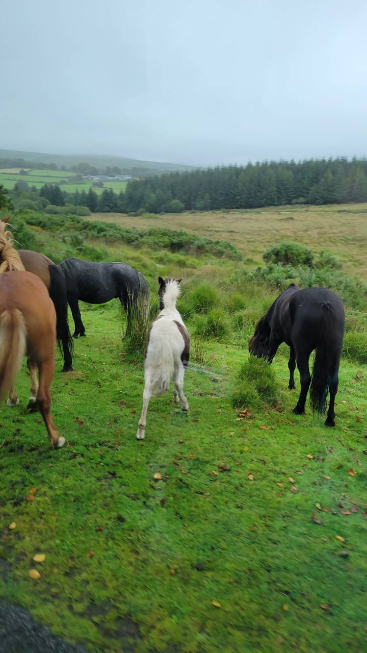 Quatre chevaux broutant dans un pâturage vert sous un ciel nuageux