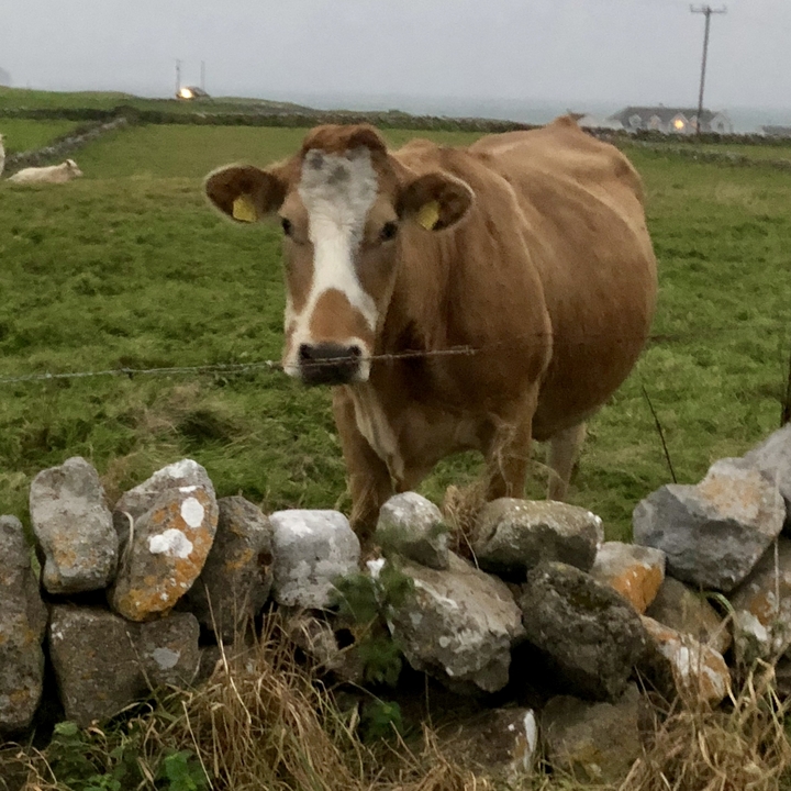 Vache se tenant debout derrière un mur de pierre dans un champ herbeux.