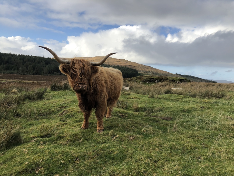 Vache Highland debout dans un champ herbeux.