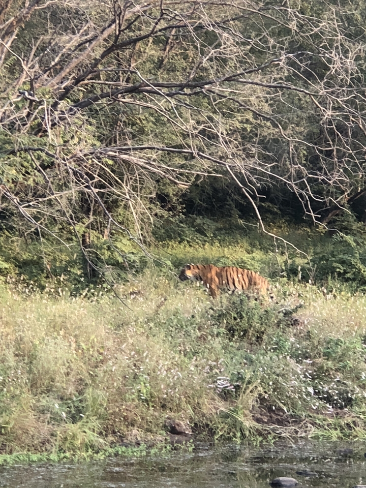 Tigre marchant dans une forêt dense.