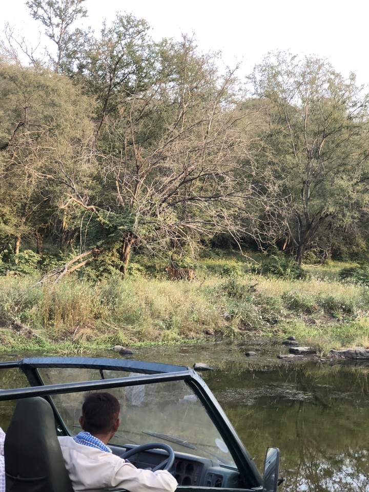 Tigre partiellement caché dans une zone de forêt dense.