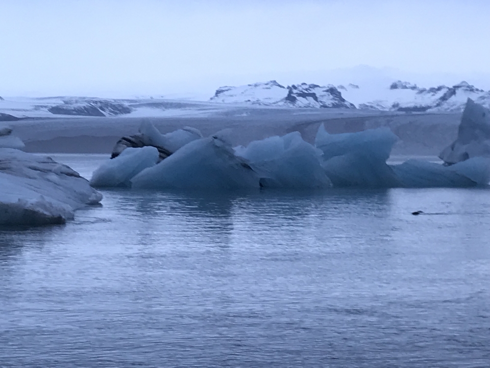 Icebergs floating in a calm body of water with snowy mountains in the background.
