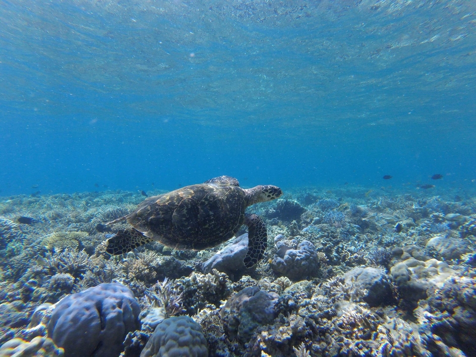 Underwater view of a turtle swimming over corals.