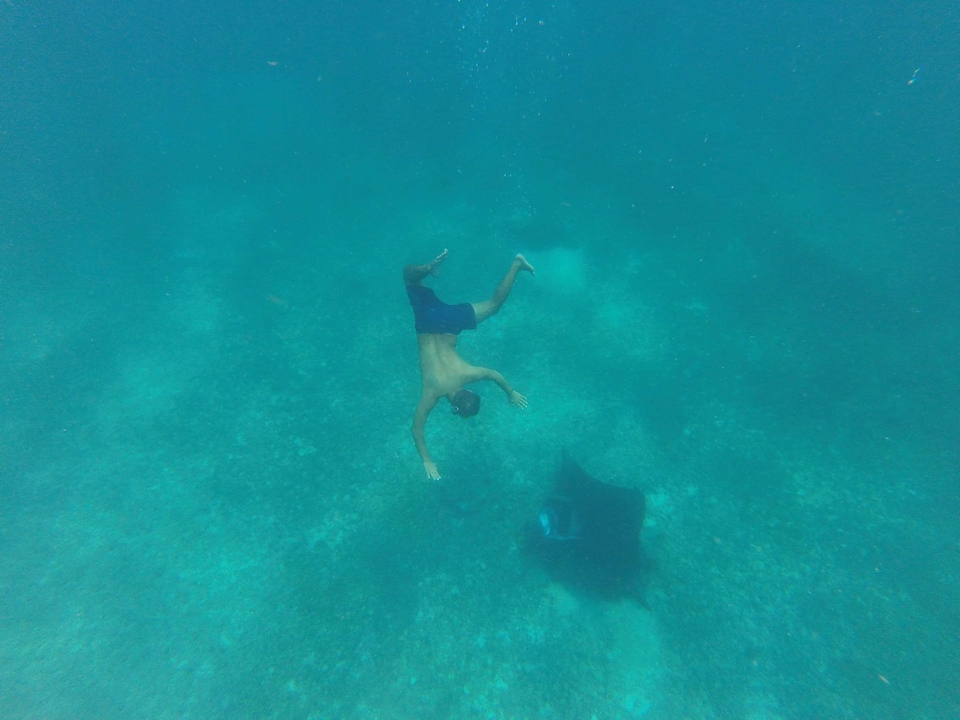 Person swimming underwater next to a manta ray.