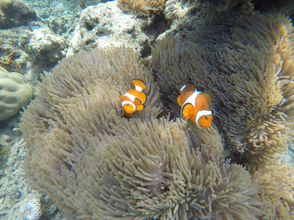 Clownfish swimming in coral reef.