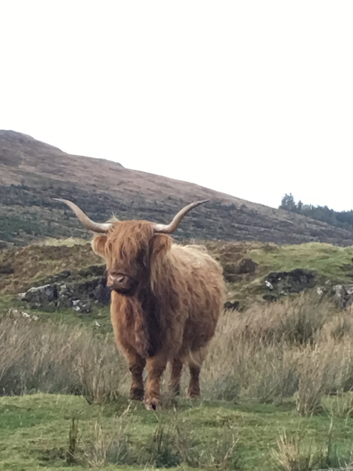 Vache des Highlands aux longues cornes.