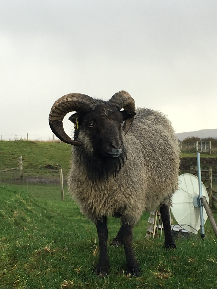 Gros plan d'un mouton avec un arrière-plan montagneux.