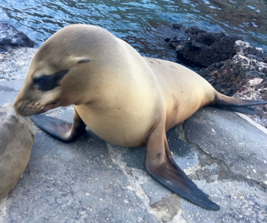Otarie se reposant sur des rochers près de l'océan.