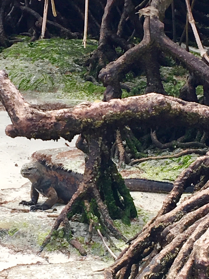 Iguane se reposant parmi les palétuviers.