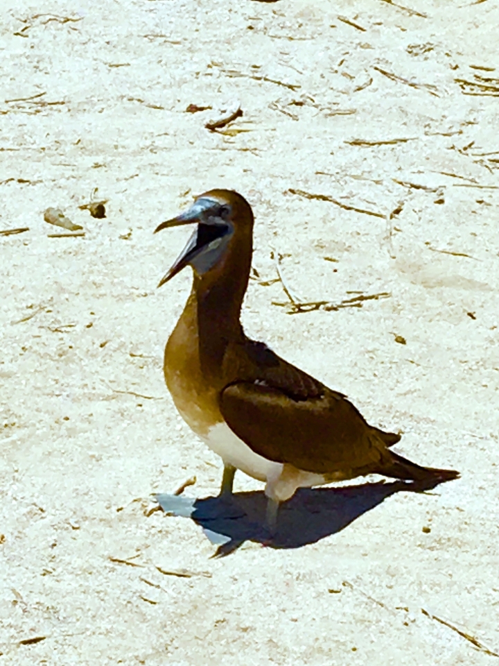 Oiseau debout sur un rivage sablonneux avec le bec ouvert.