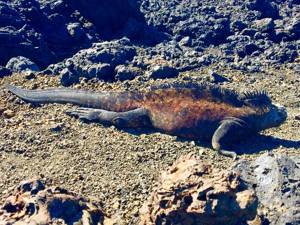 Iguane sur roche volcanique.