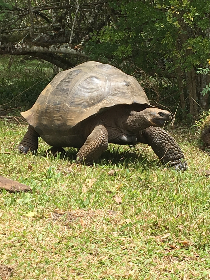 Tortue des Galápagos marchant sur l'herbe.