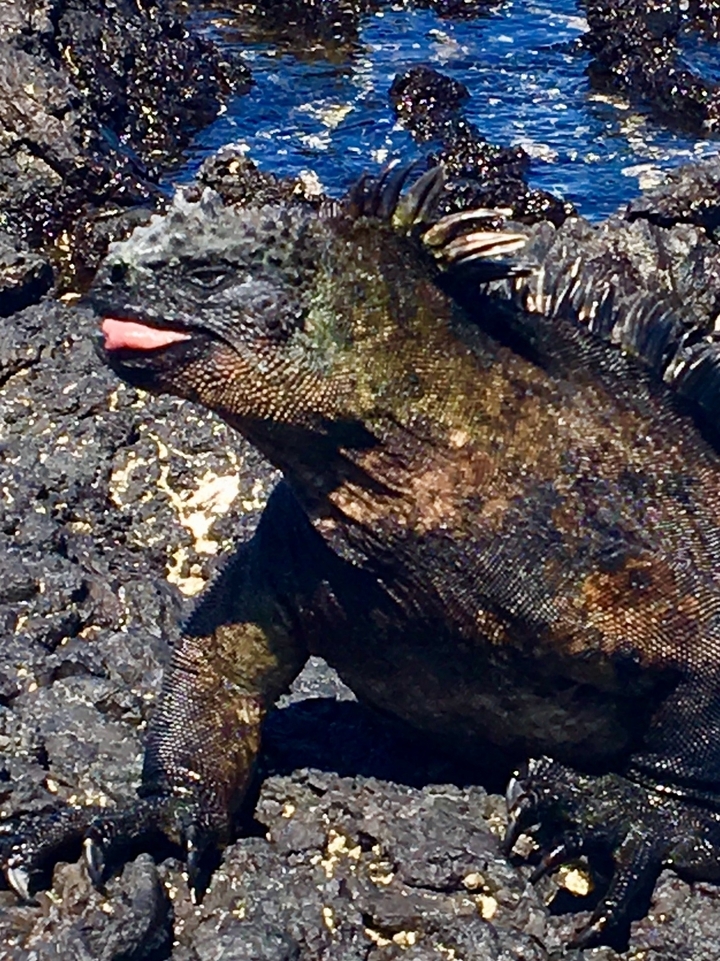 Gros plan d'un iguane marin qui tire la langue.