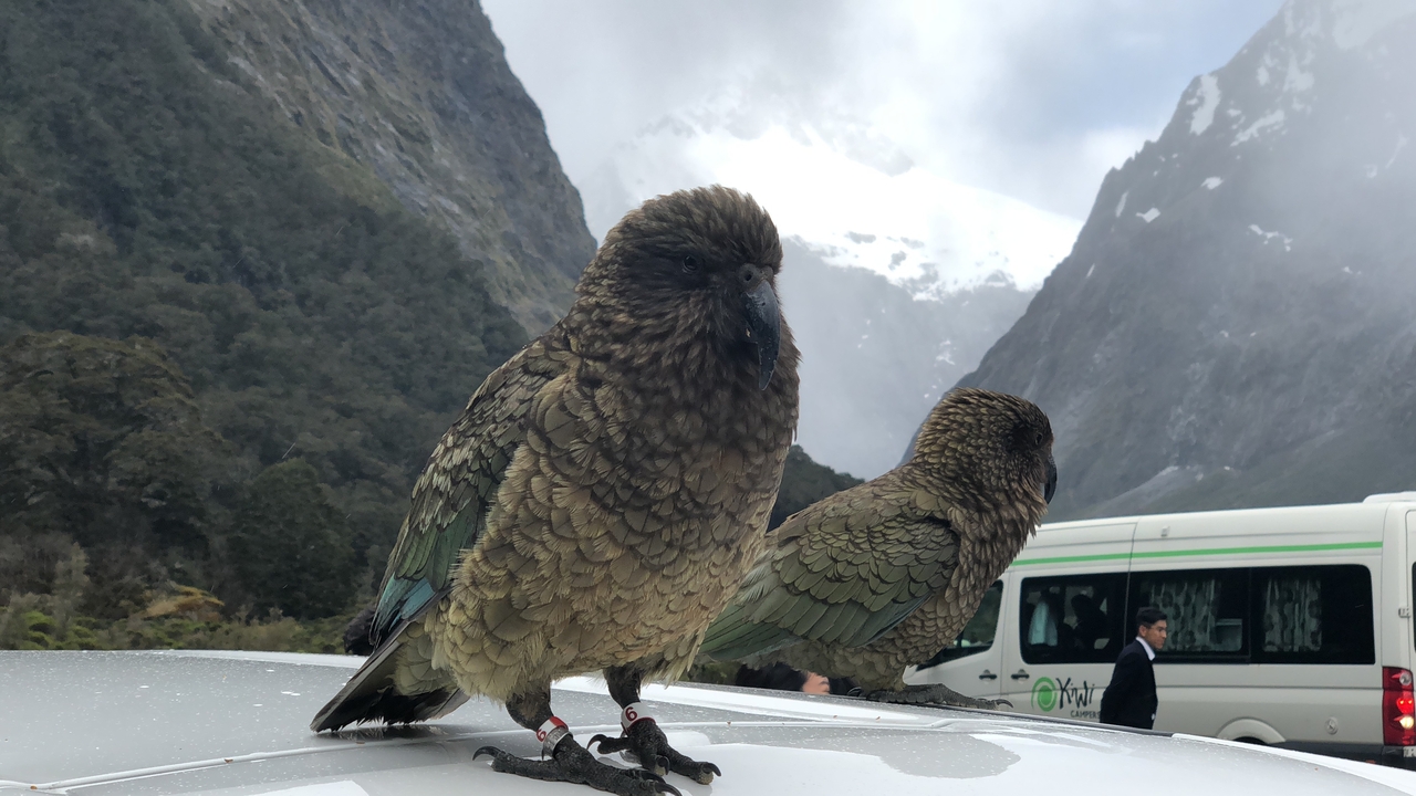 Deux oiseaux perchés avec des montagnes en arrière-plan.