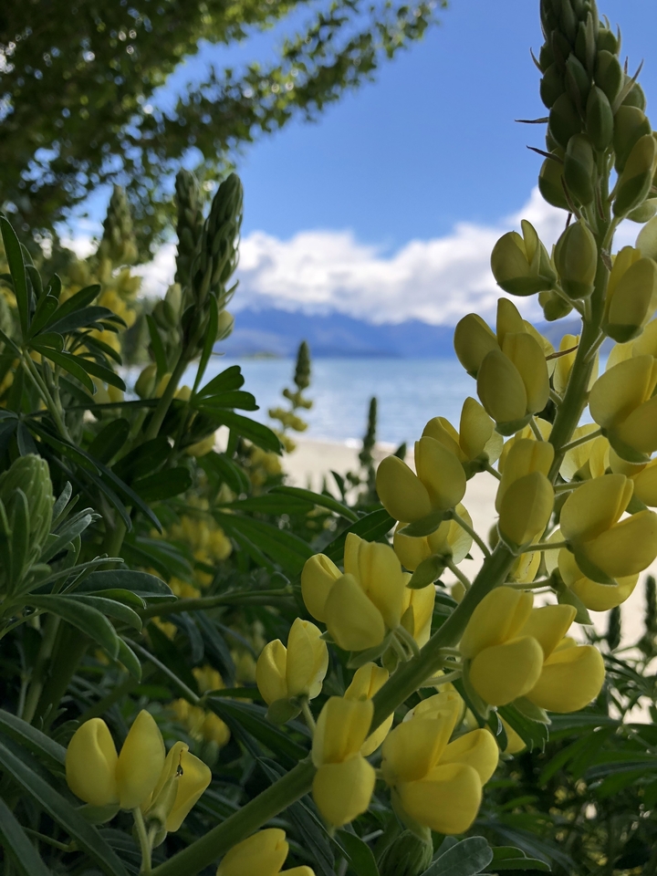 Gros plan de fleurs jaunes avec vue sur un lac.