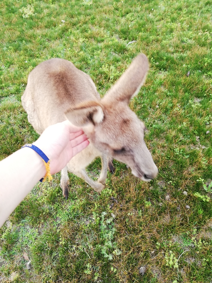 Close-up of a kangaroo being gently petted on the head.