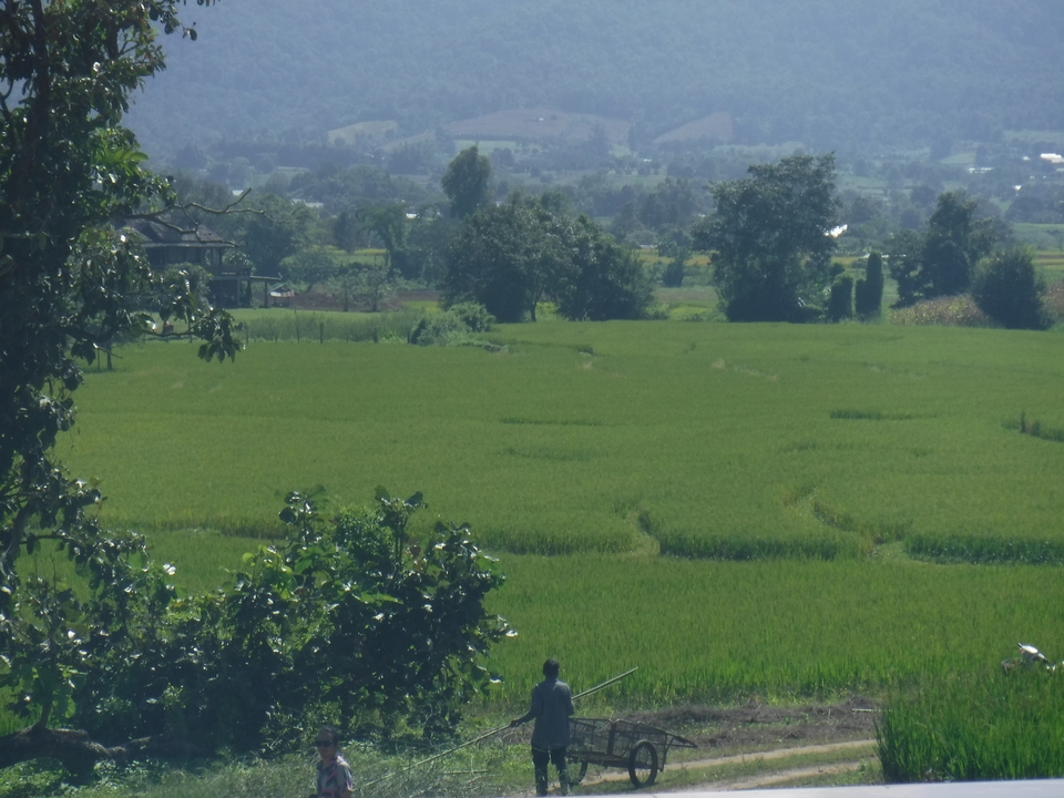Vue panoramique de rizières vertes avec des montagnes.