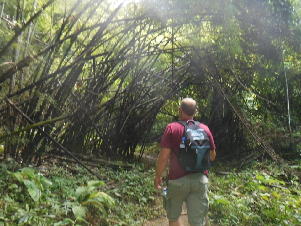 Homme marchant à travers une forêt de bambous.
