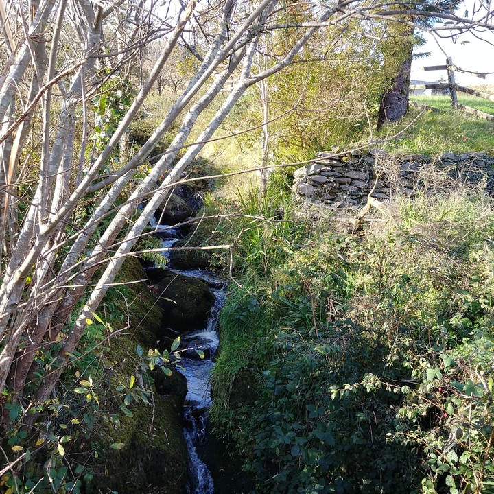 Ruisseau coulant à travers un feuillage luxuriant et verdoyant.
