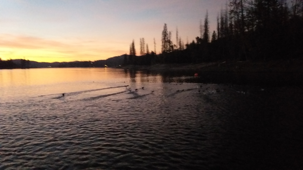 Vue du coucher de soleil sur un lac avec des canards qui nagent.
