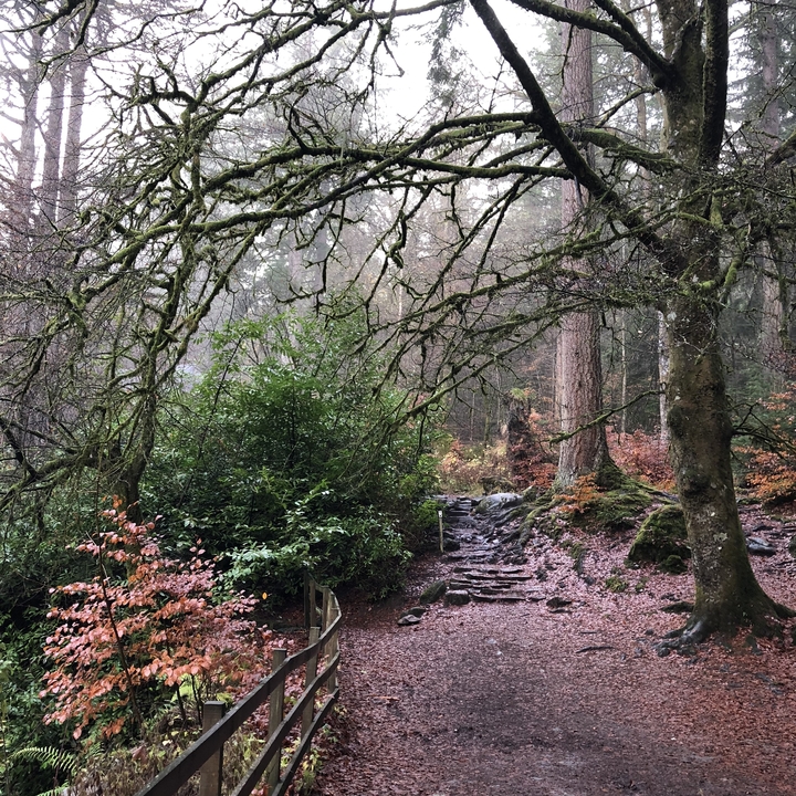 Woodland path surrounded by lush trees and foliage.