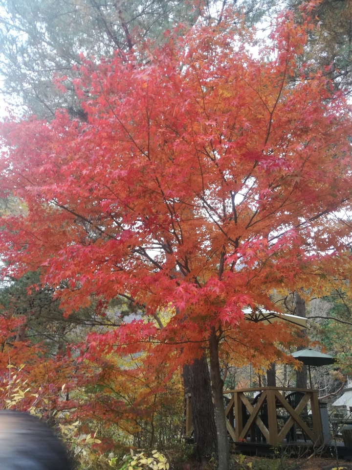 Feuillage d'automne rouge vif sur un ciel dégagé.