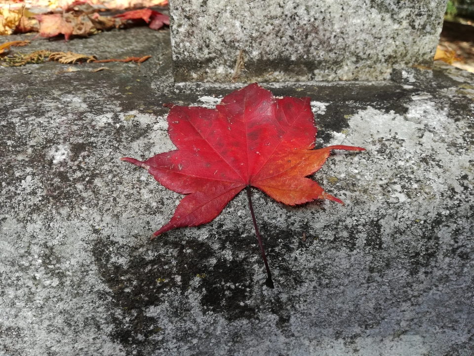 Une seule feuille rouge sur une surface de pierre texturée.