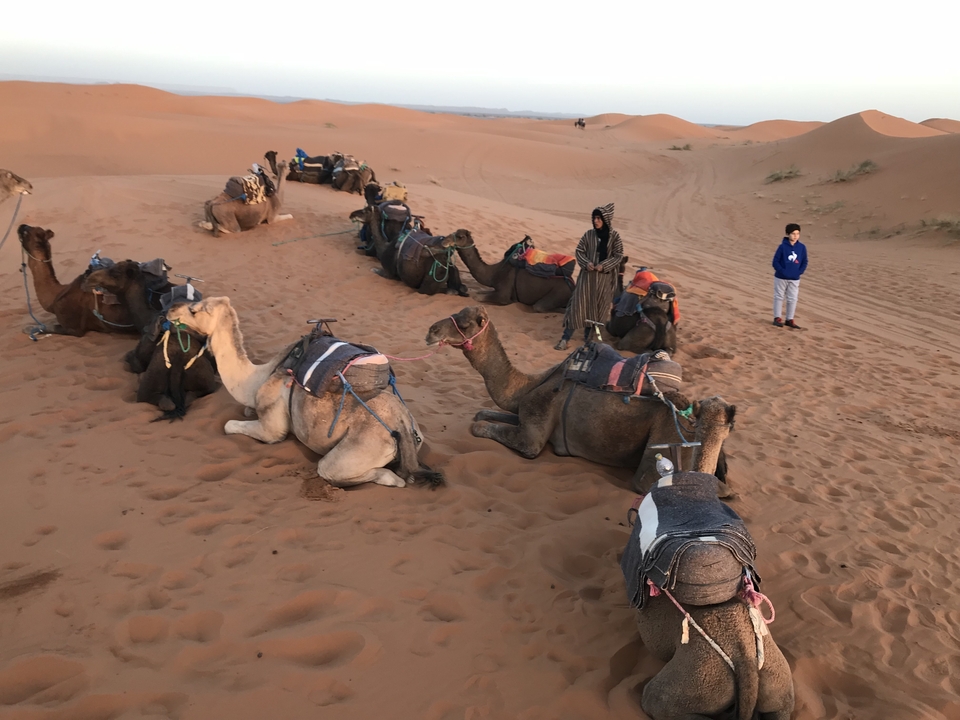 Chameaux se reposant sur le sable avec des gens dans le désert.