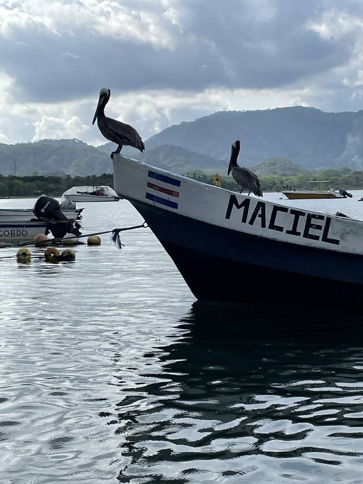 Deux pélicans perchés sur le bord d'un bateau.