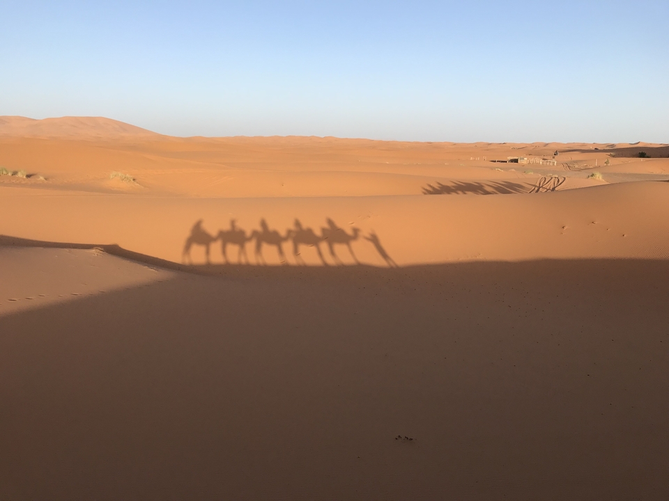 Ombres de chameaux projetées sur les dunes de sable.