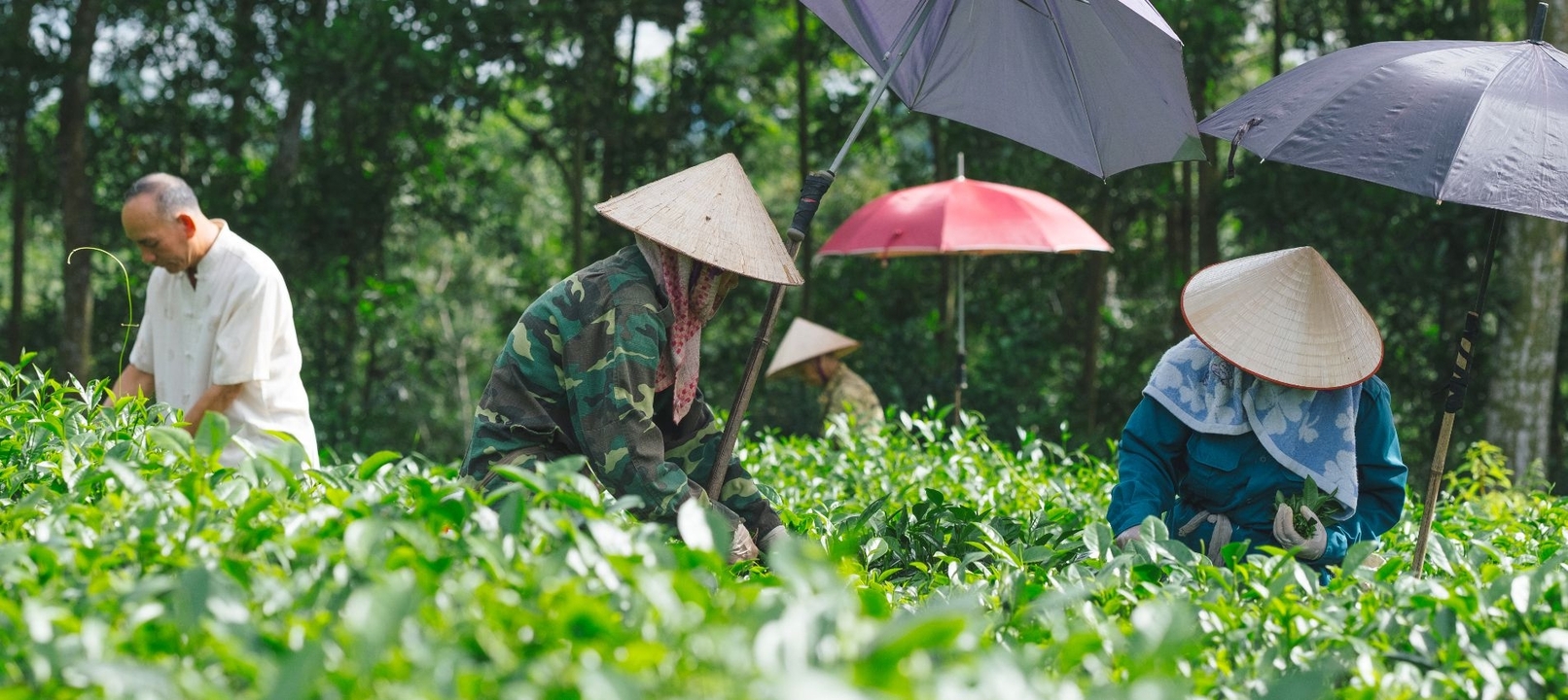 Des agriculteurs travaillant dans des champs verts avec des parapluies.