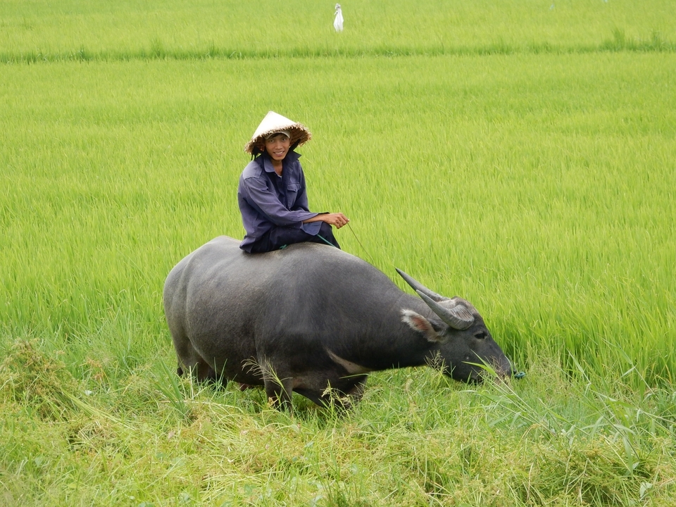 Personne assise sur un buffle dans un champ verdoyant.