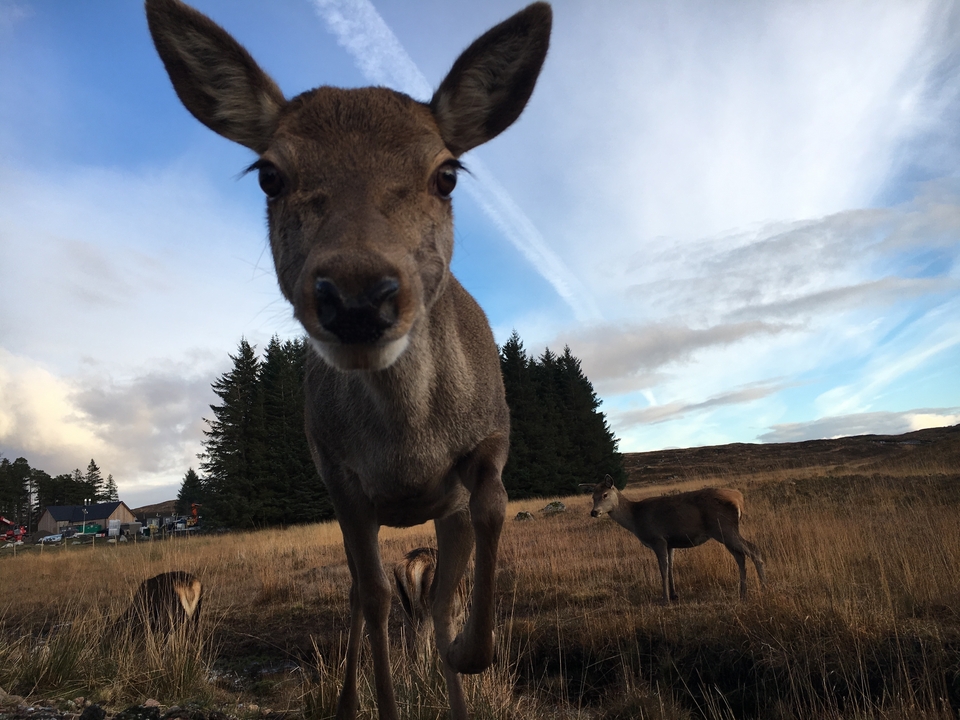 Photo en gros plan d'un cerf curieux dans une zone herbeuse.