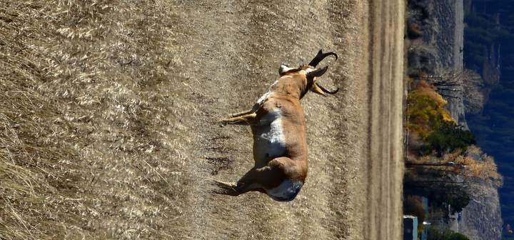 Cerf debout dans un champ.